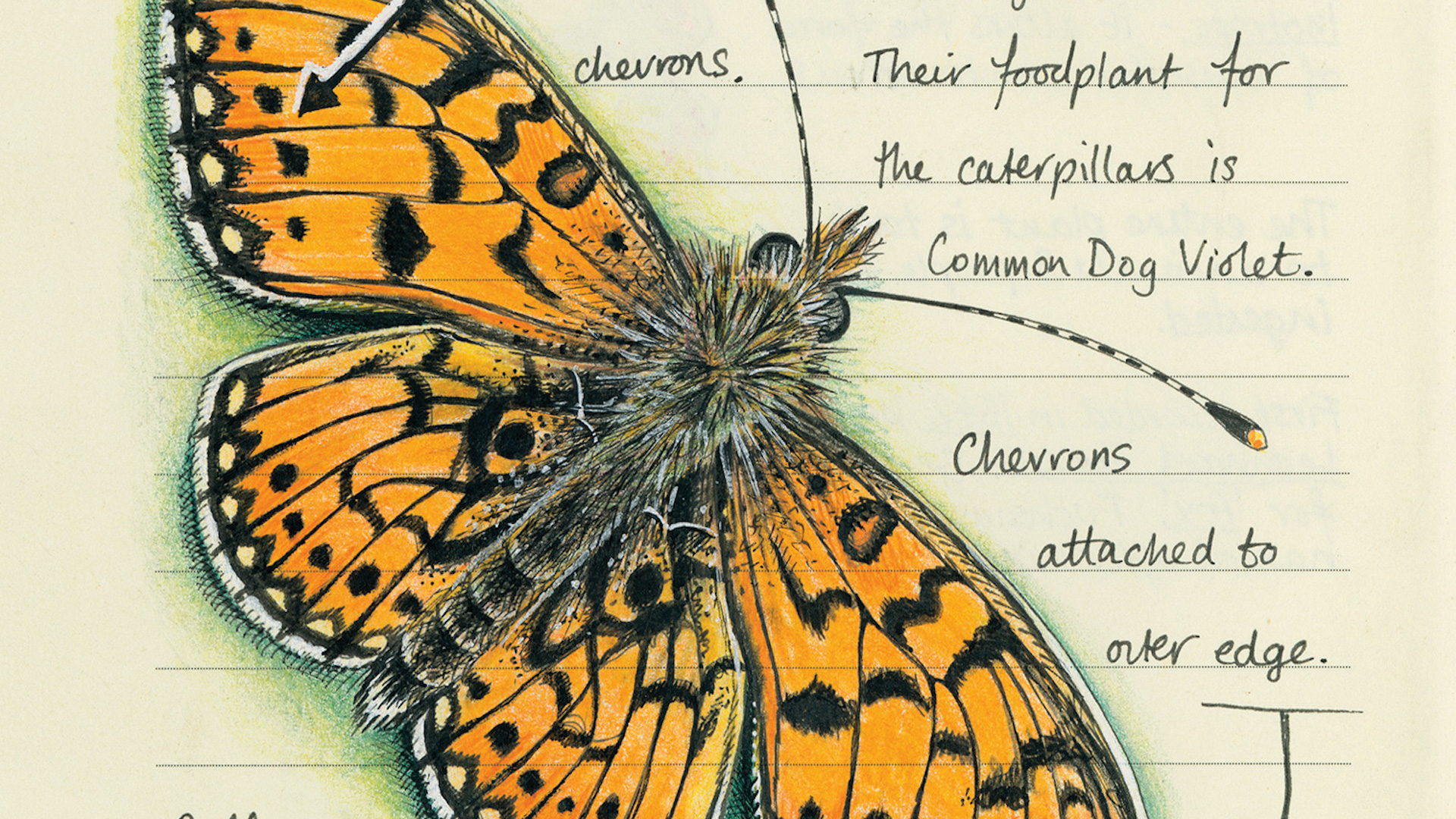 an illustration of a yellow and black butterly, surrounded by handwritten notes, which say "chevrons attached to outer edge"