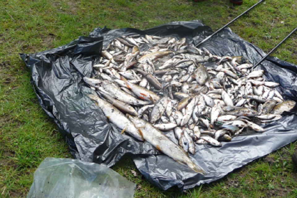 Thousands of fish were found dead after the sewage leak at Henley by Thames Water.