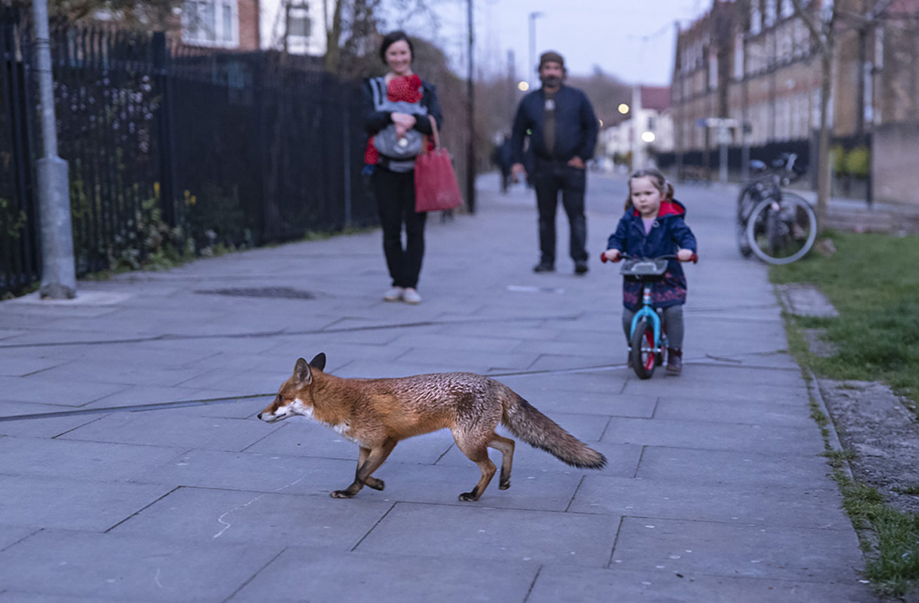 I've been photographing urban foxes for years. Here's what you didn't ...