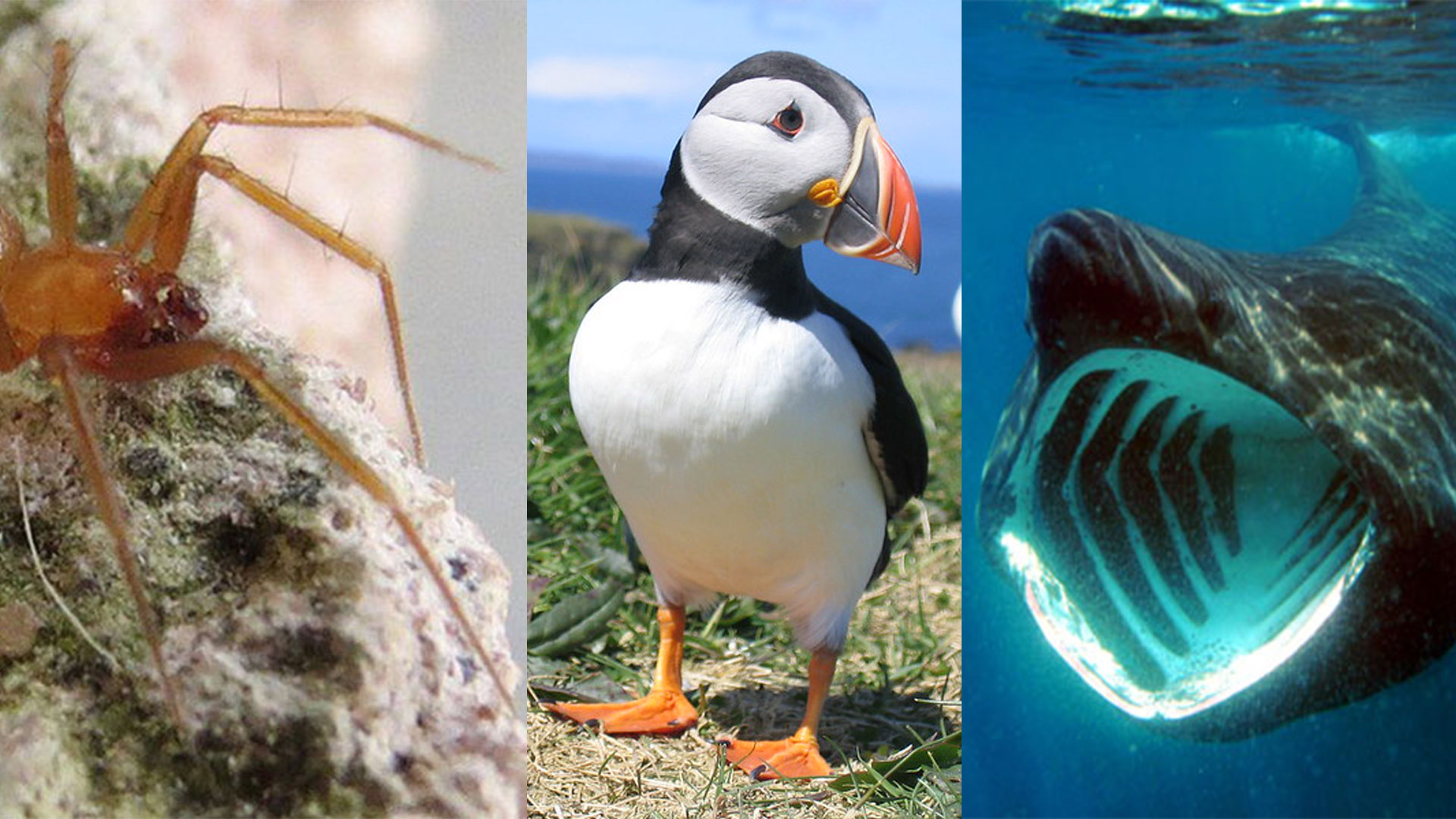 Endangered Species Day: spider, puffin, basking shark