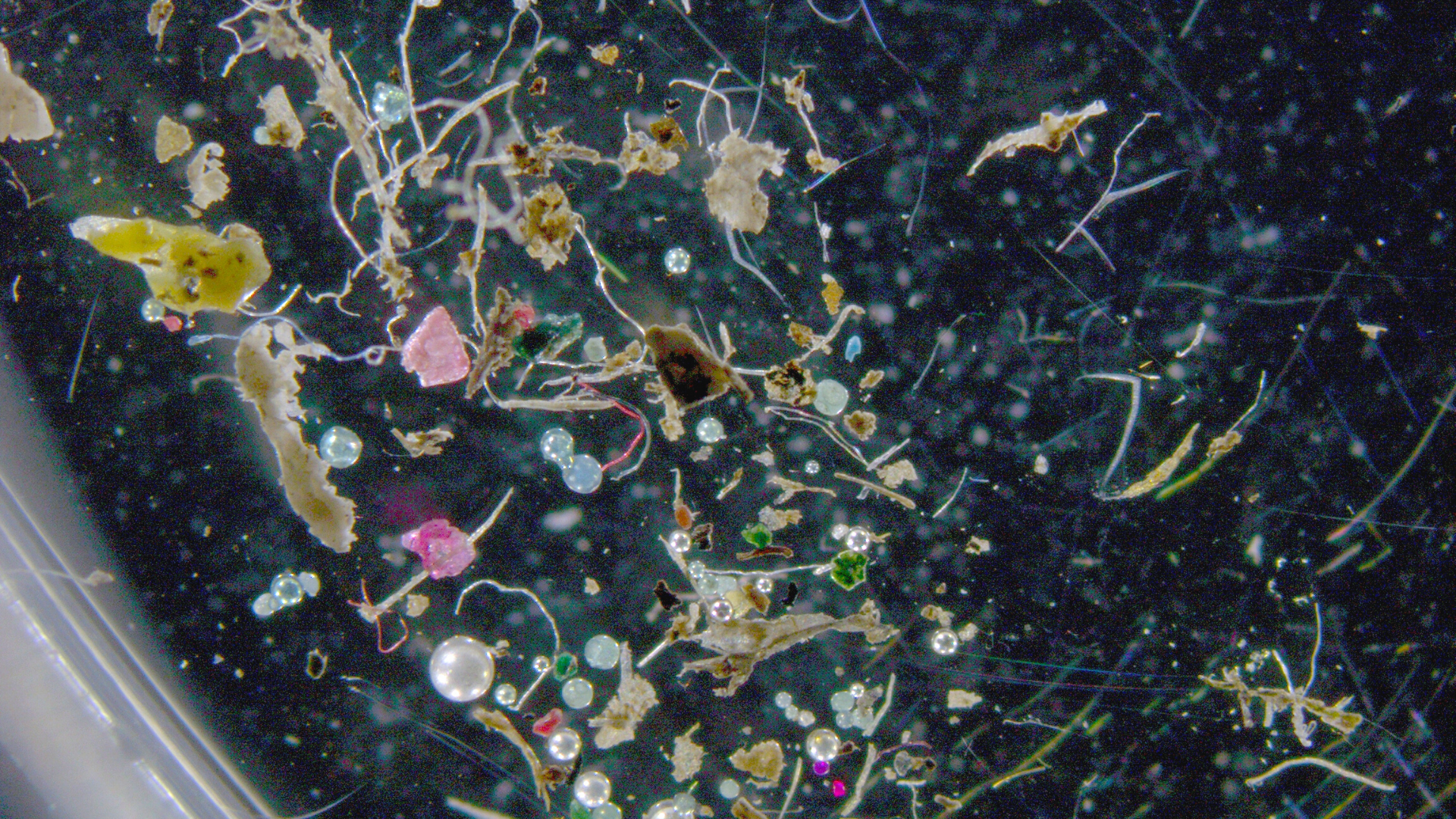 An assemblage of microplastic particles from a contaminated river bed. The large microbead at lower left is about 200 microns in diameter. Image credit: Jiawei Li