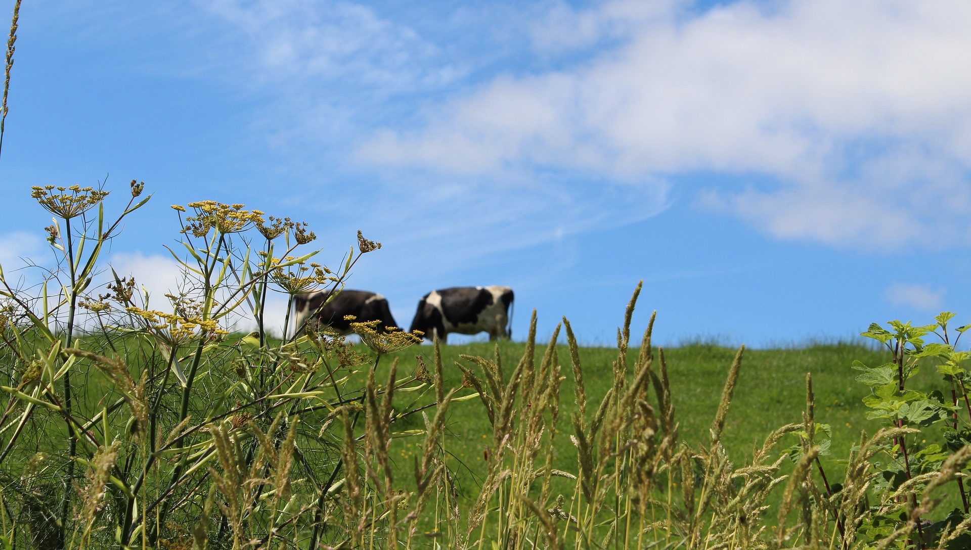 Two cows in a field.
