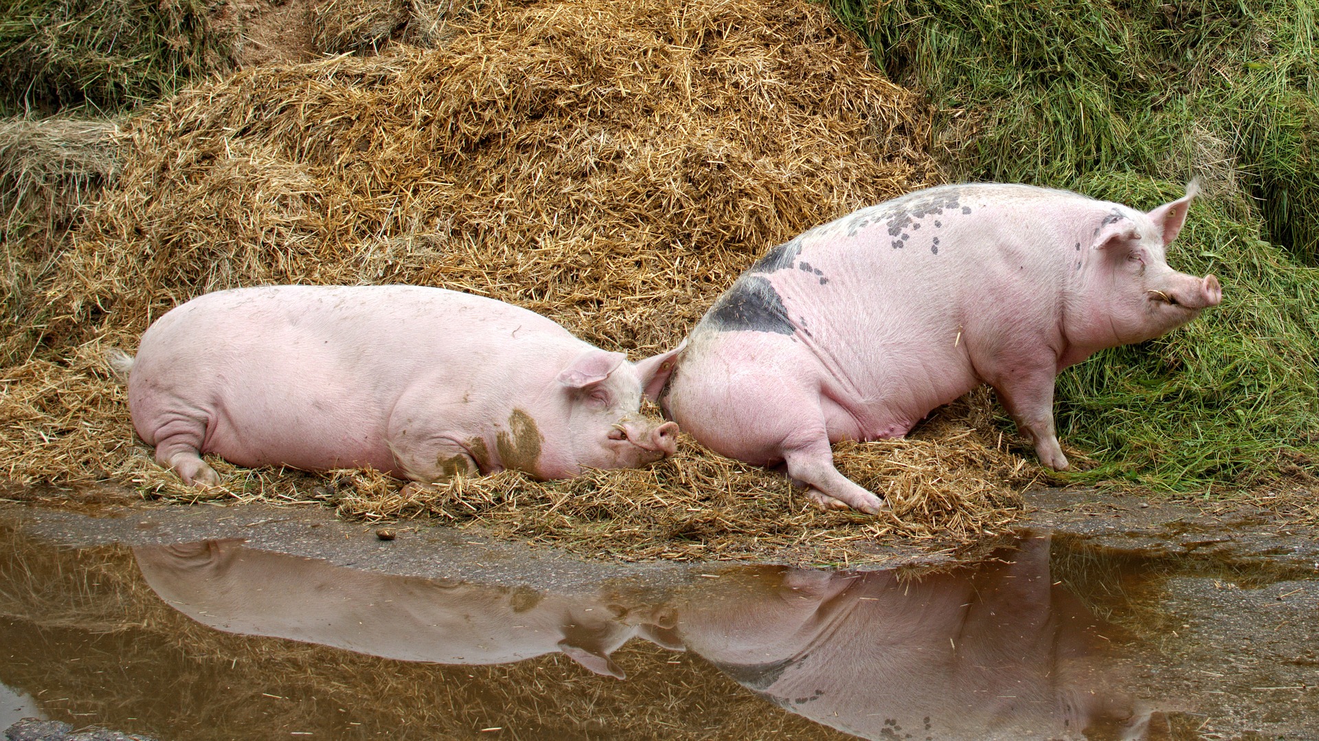 Two pigs in hay