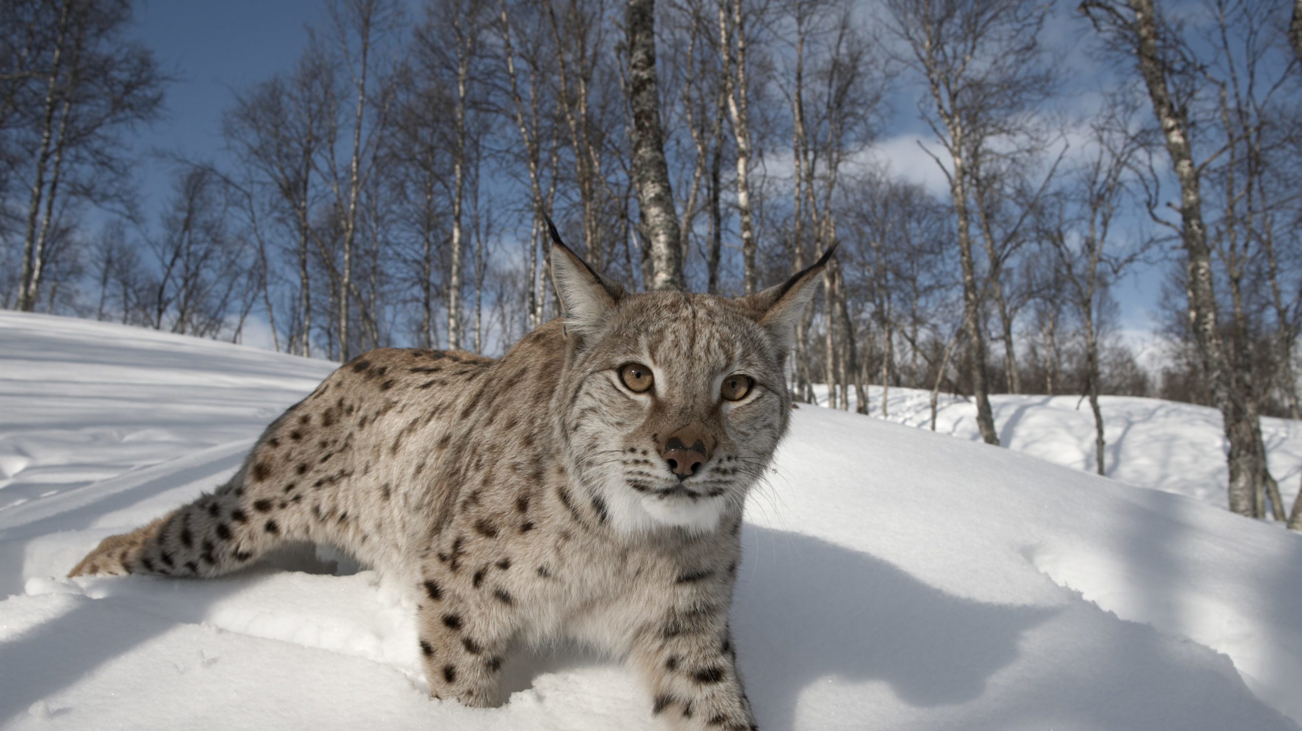 A European Lynx sitting in the snow