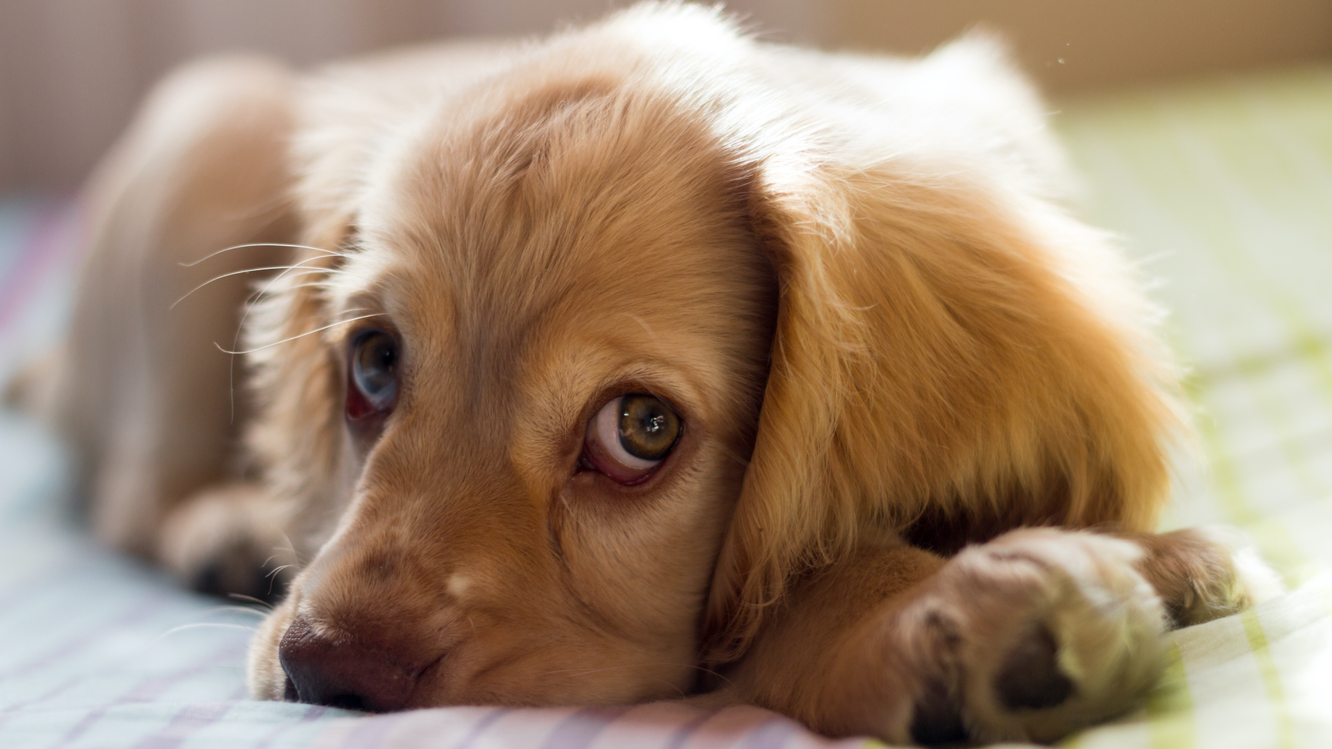 A doe-eyed puppy lies on a bed looking up at the camera