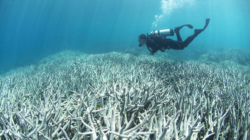 A diver observes coral bleaching.