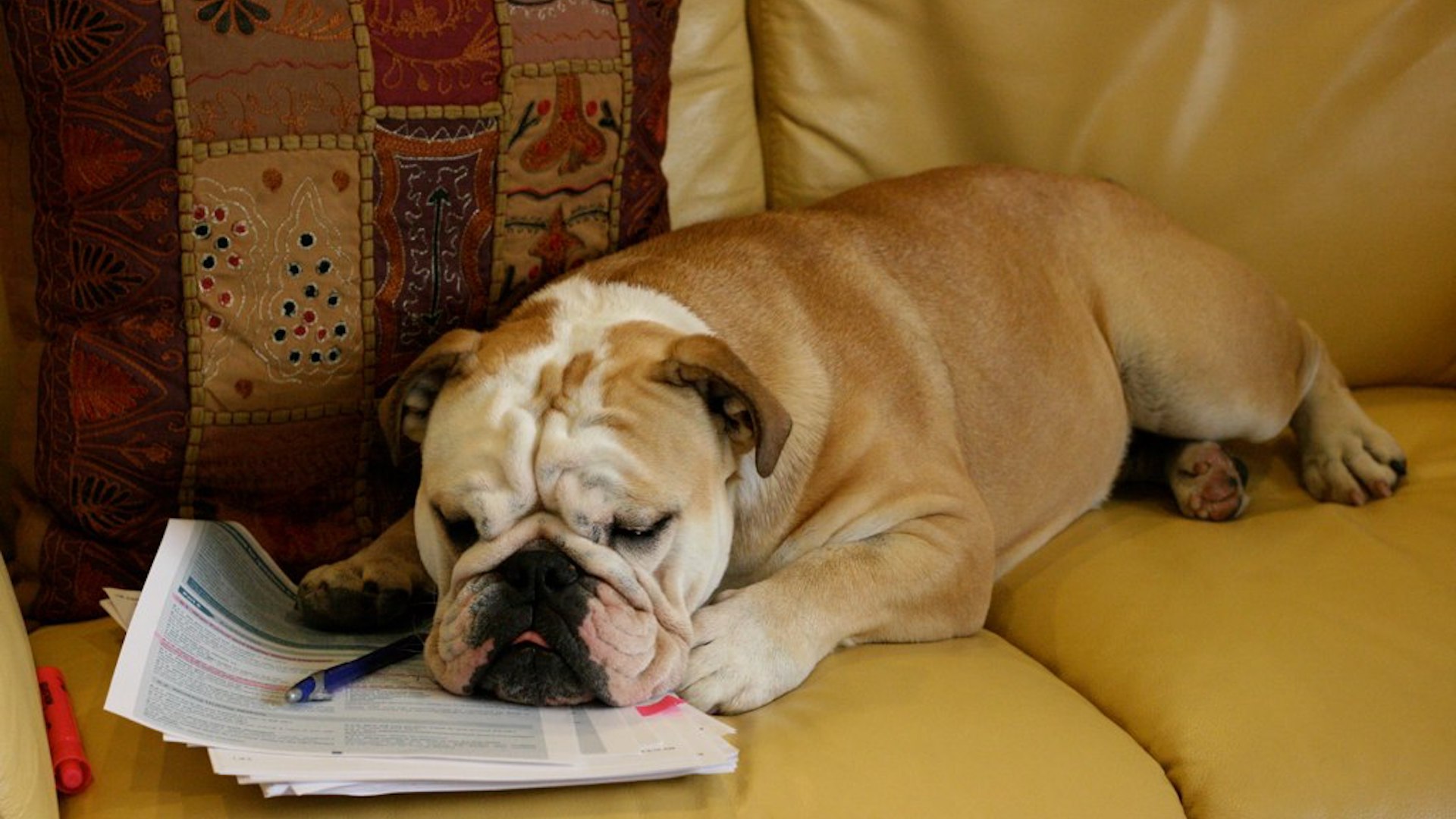 A bulldog lies on a sofa with pen and paper in front of it
