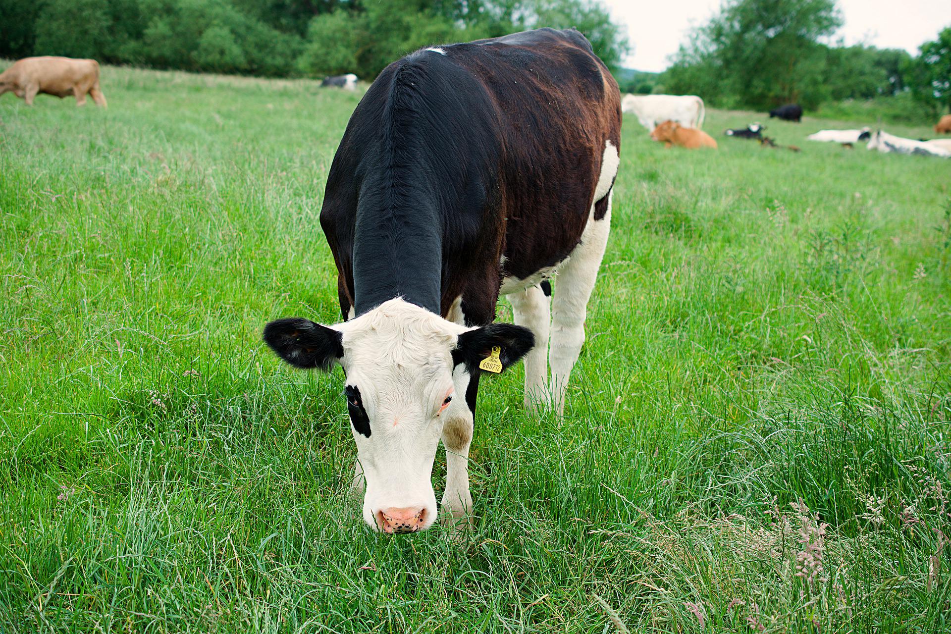 A dairy cow in a field.