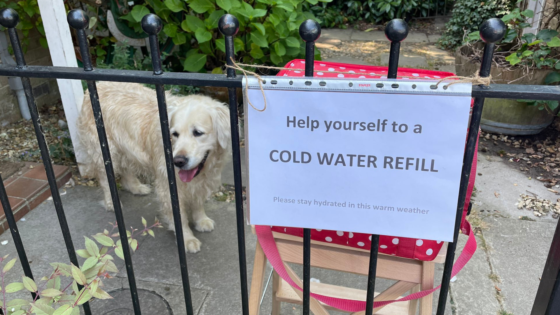 A dog with a sign offering free bottled water in the heatwave