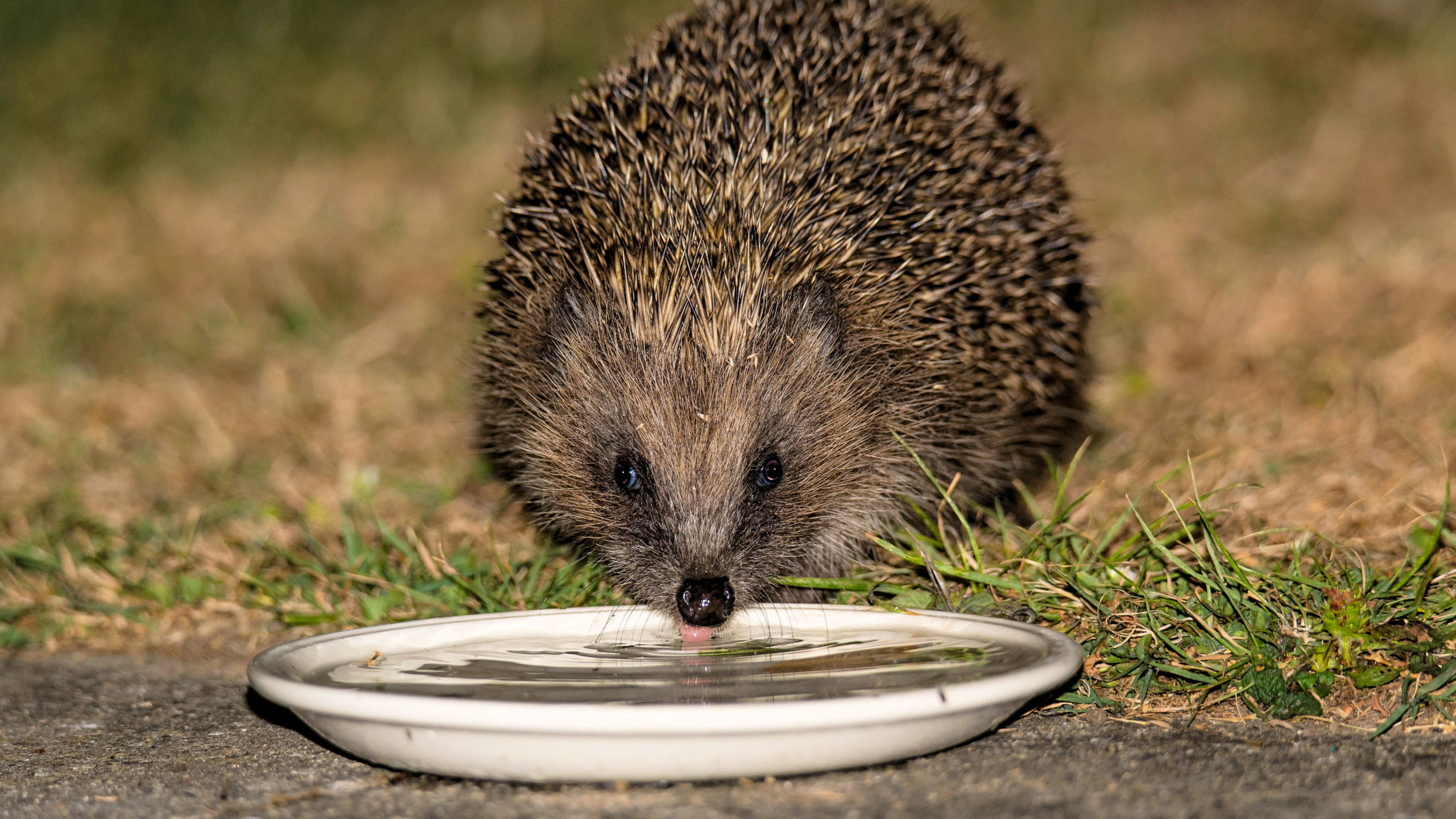A hedgehog drinking from a shallow bowl.