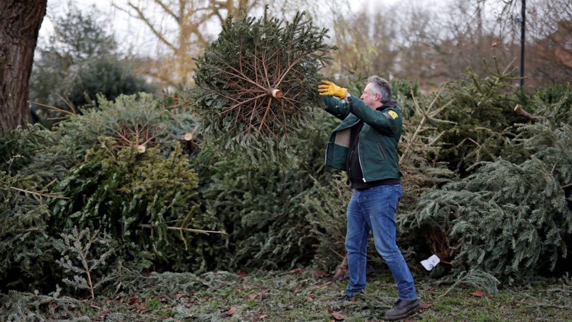 Volunteers unload collected Christmas trees before at Kentish Town City Farm in north London on January 7, 2022, where they will be used for the farm's goats to feed on.