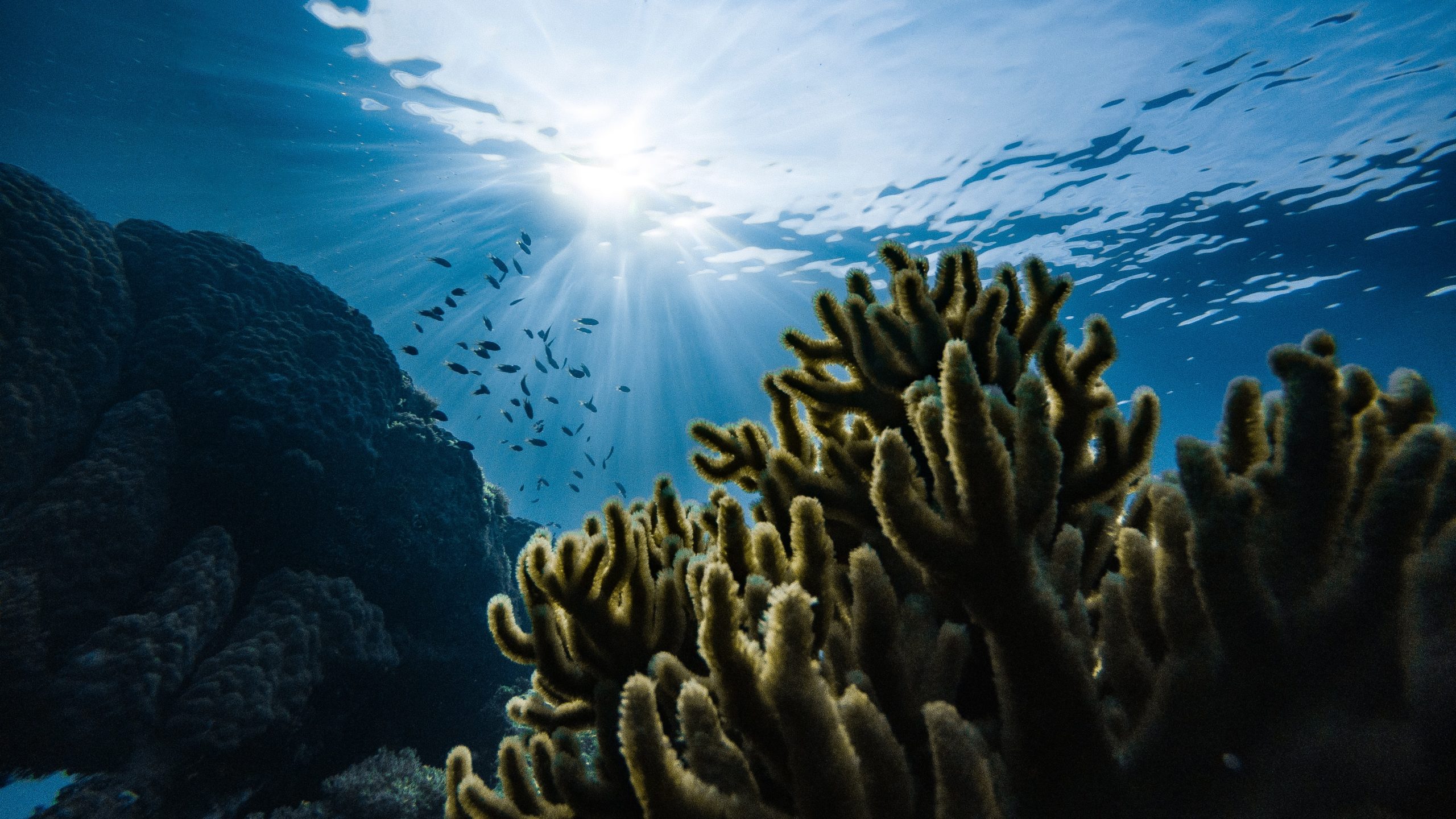 Under sea reef