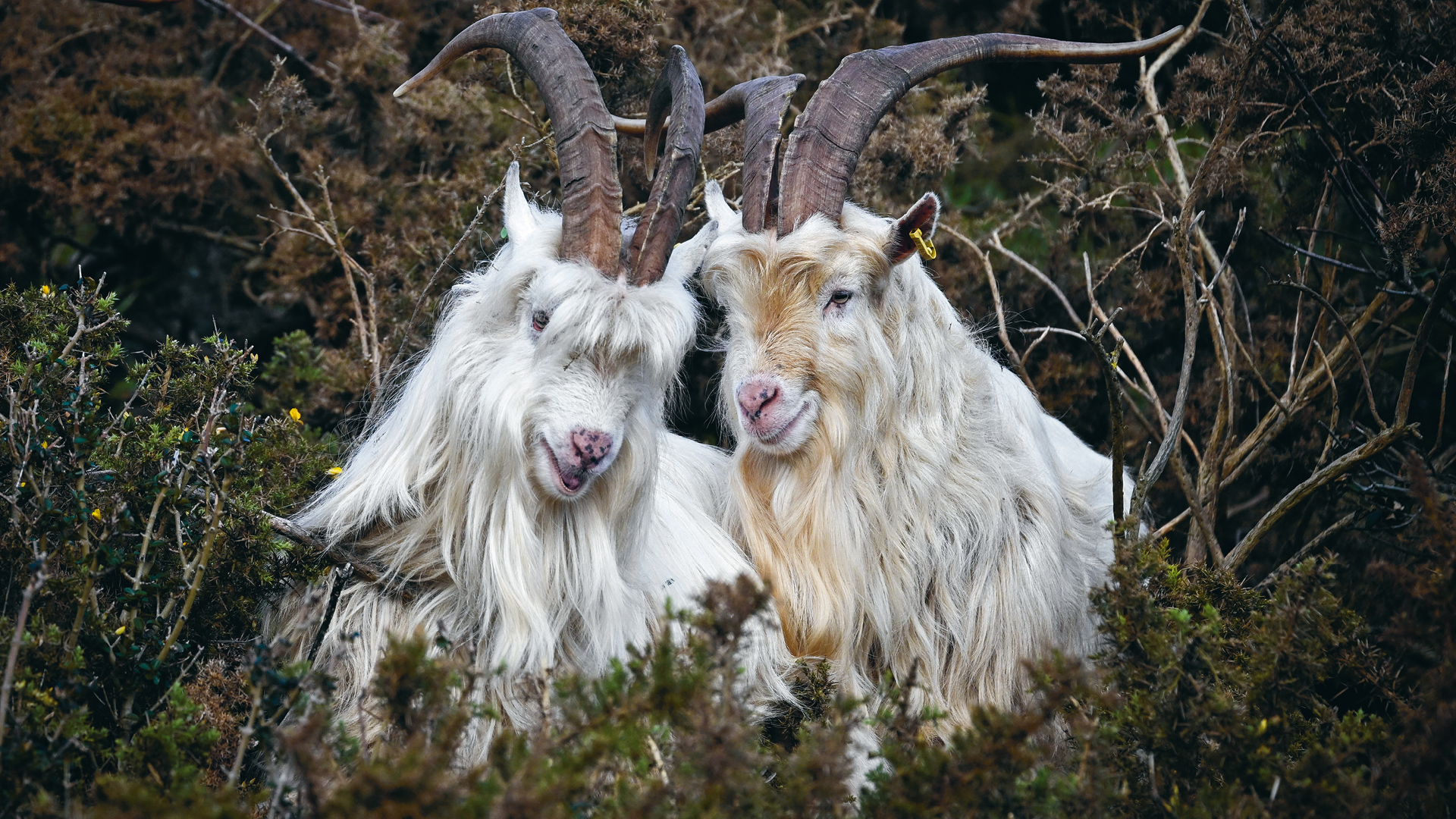 Grazing goats of Bournemouth