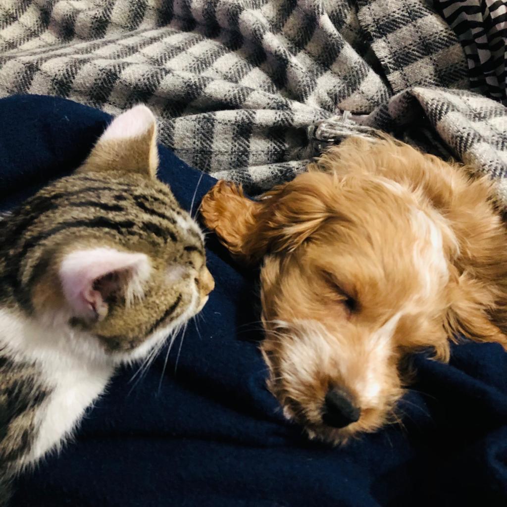 the puppy with Bobby the kitten