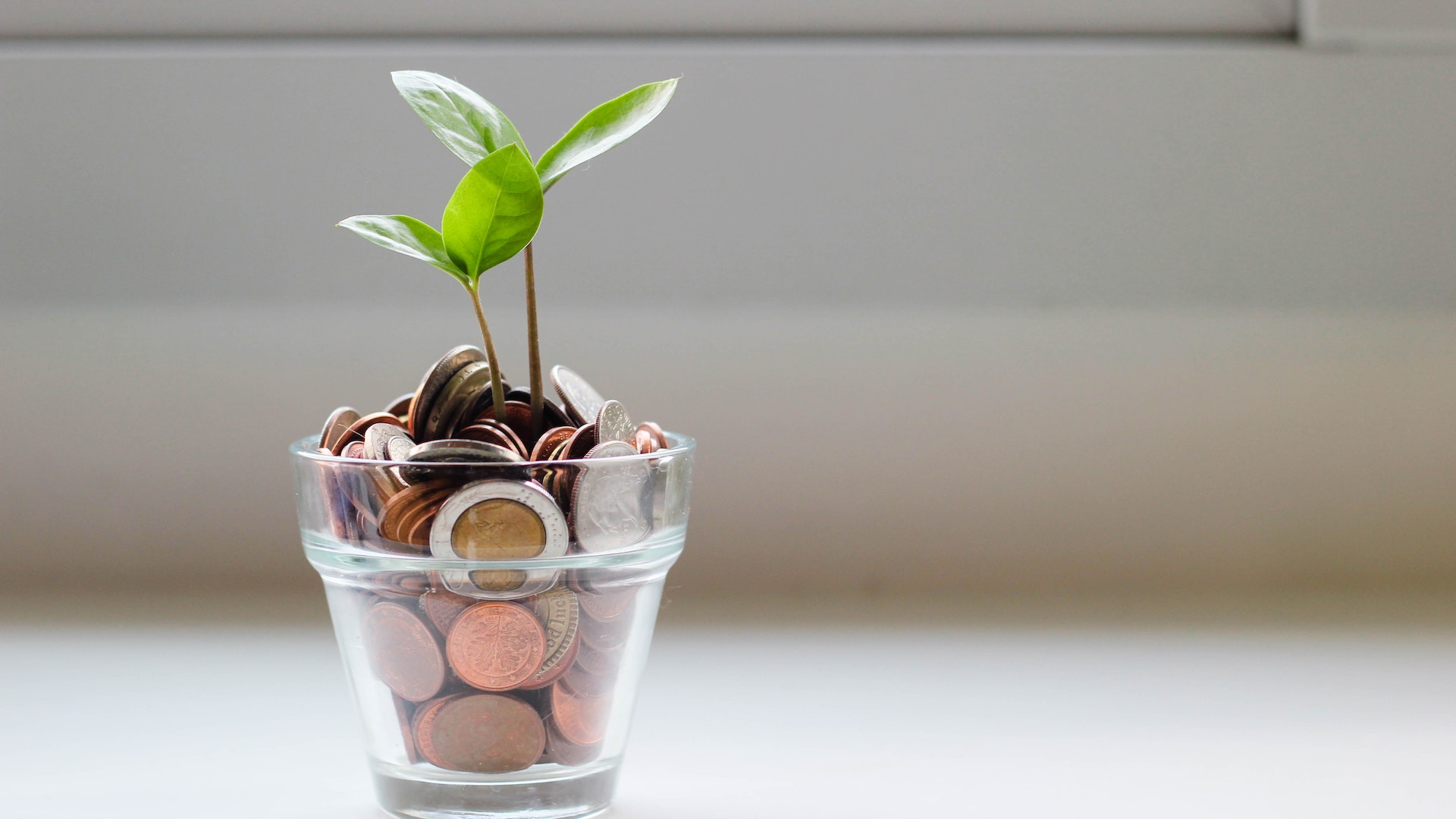 a sapling sprouts out of a glass full of coins