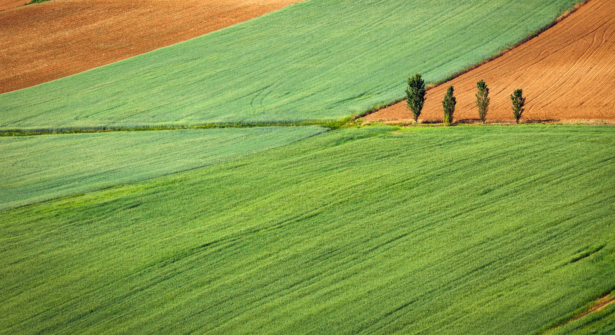Crop fields in Italy