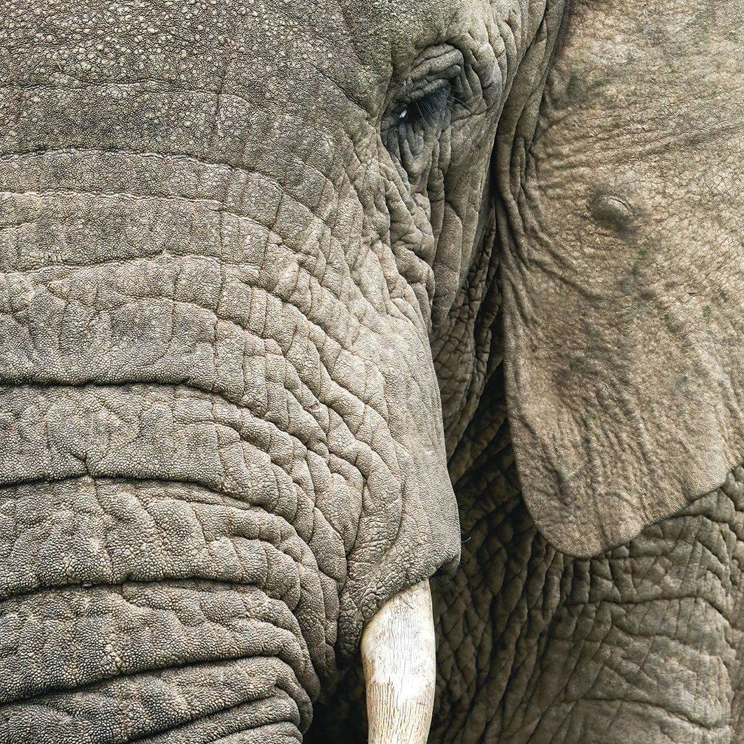 Elephant by Graeme Green