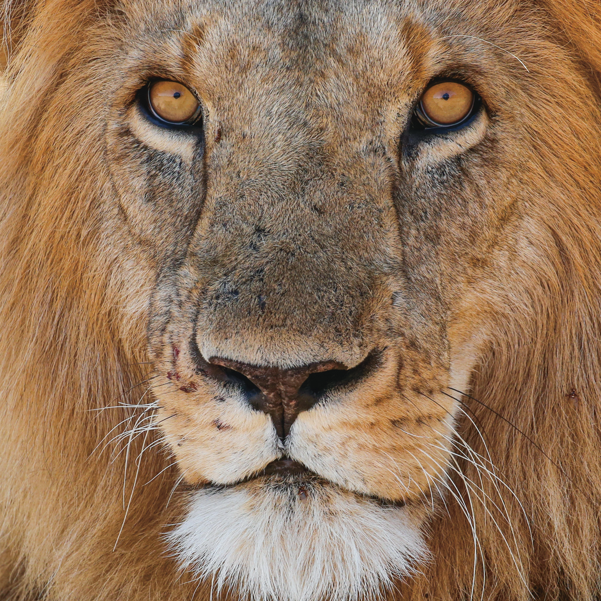 Lion by Graeme Green
