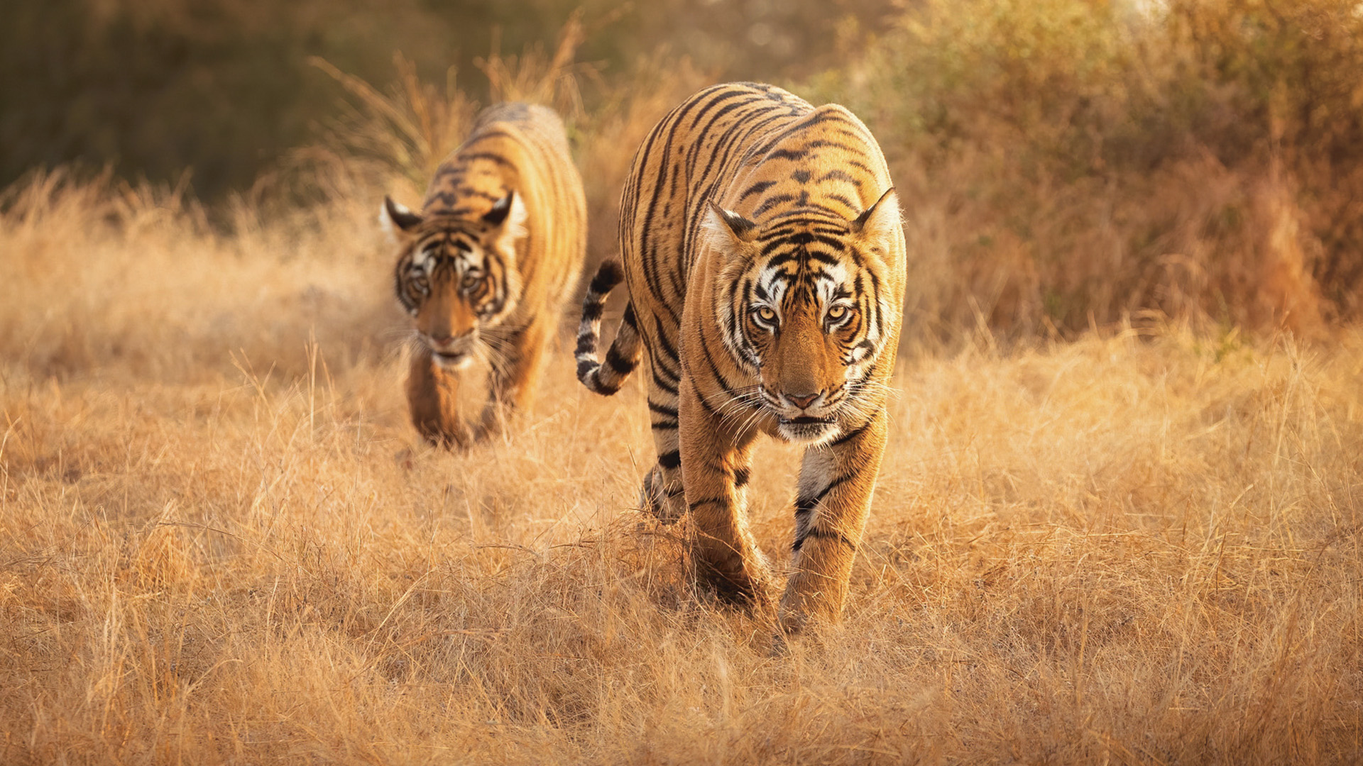 Bengal tigers by Graeme Green